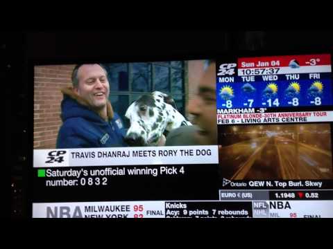 Giant dog jumps reporter on live tv