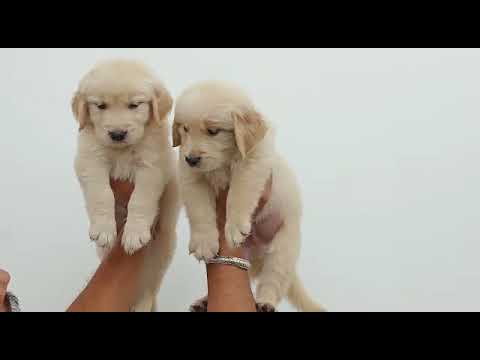 Golden retriever puppies available for sale at Kushagra dog kennel call now 8303399198up Varanasi