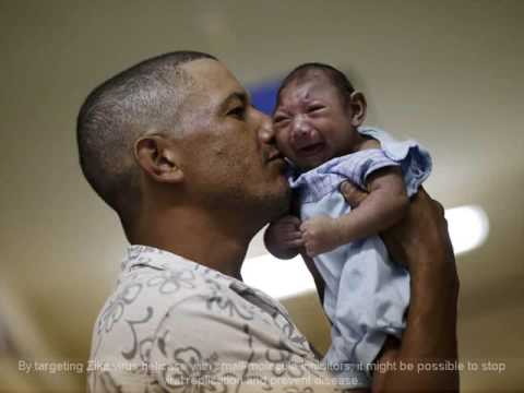 Zika virus mystery cracked