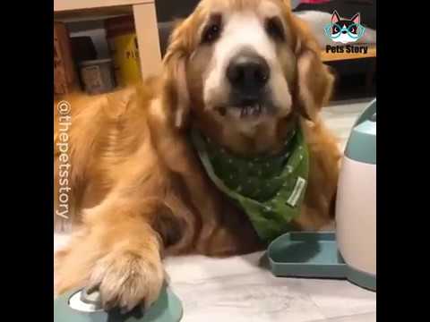 The dogs will do what they want...😝 🐾