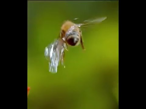 Bee hits humming bird, then gets hit by water droplet