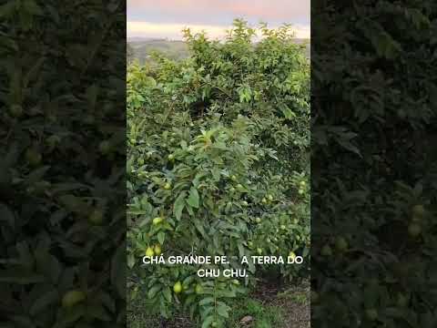 CHÁ GRANDE PERNAMBUCO. TEM A MAIÔ PLANTAÇÃO DO NORTE  NODESTE