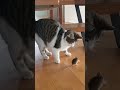 Cat Mouse Fight And The Mouse Wins