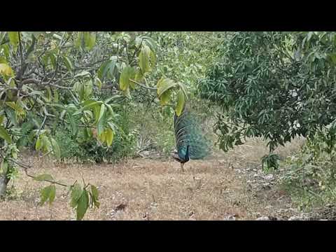 Rolling_peacock#wildlife#peacock 