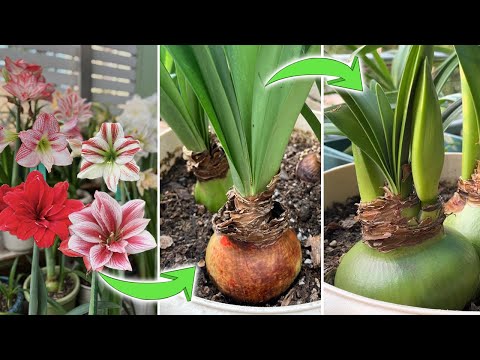 Rebloom Amaryllis(Episo 4):Amaryllis Hippeastrum in Bloom Round 3 & After-blooming Care Tips
