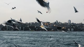 Download lagu hal - l | speed up reverb mp3 Download lagu hal - l | speed up reverb mp3