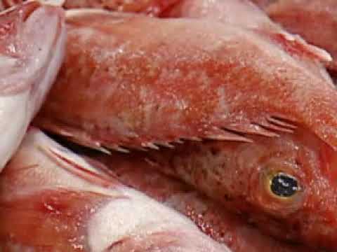 Europas größter Fischmarkt