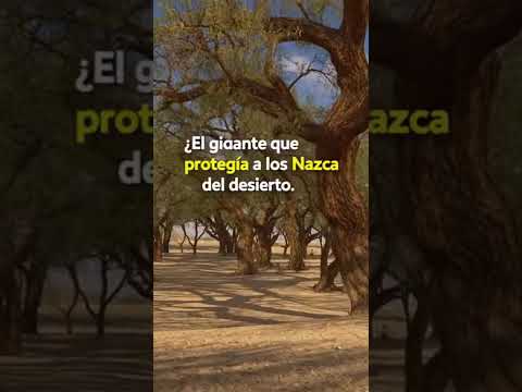 ¡El árbol con RAÍCES de 50 METROS! 🌳🏜️ #ShortsPerú #Huarango #Nazca  #sabíasque #shortsperú #viajes