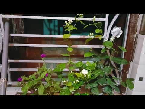 #Bristi k peye Beli  phooler sukh##Amar khub pochonder  Sathira  ---Jara sugondho choray#