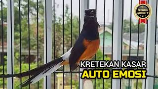 Download lagu Kretekan Murai Batu Auto Emosi Ikut Bunyi | Pancingan Murai Batu Agar Cepat Bunyi mp3 Download lagu Kretekan Murai Batu Auto Emosi Ikut Bunyi | Pancingan Murai Batu Agar Cepat Bunyi mp3
