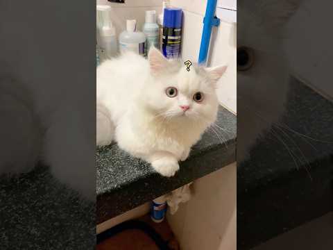Il micio ha perso il colore ed è diventato bianco, piacerà ancora a qualcuno?