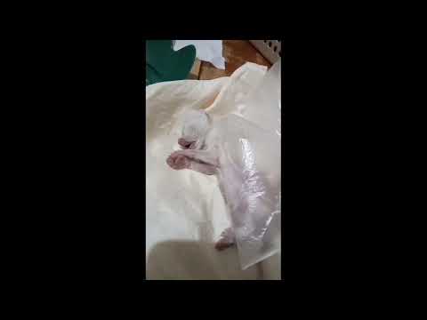 Siamese first litter died