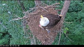 Morning Chaos With Intruder!  - Dale Hollow Eagles - May 28, 2023