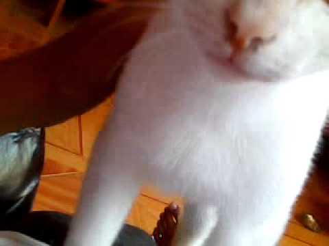 amazing massager cat