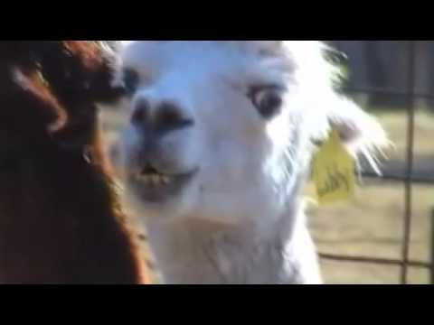 Play Smart ! - Zudung's stream funny moments