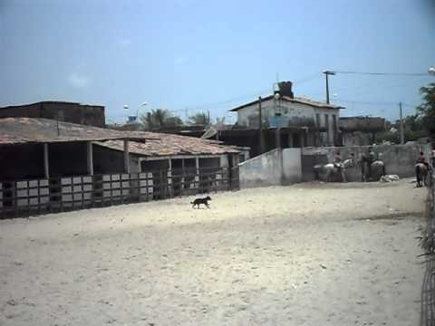 fabio vaqueiro treinando chicóh mourão