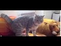 My cat does a funny ninja trick ! ( 忍者な猫 ) 