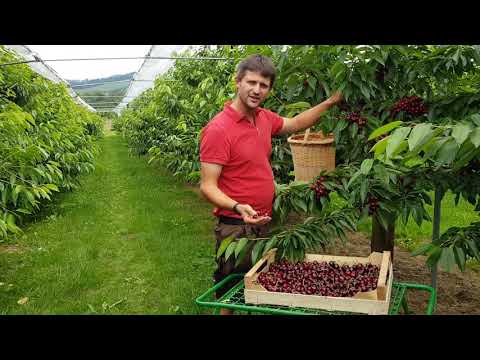 Knackige Kirschen vom Huberhof