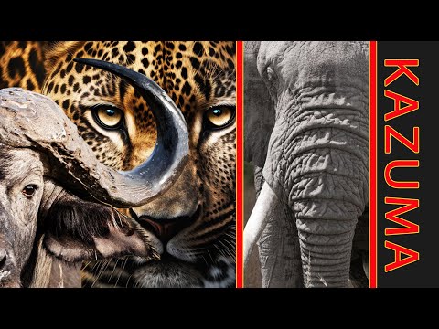 Epic Safari Adventure | Cape Buffalo, Sable, Elephant & Leopard | Kazuma, Zimbabwe