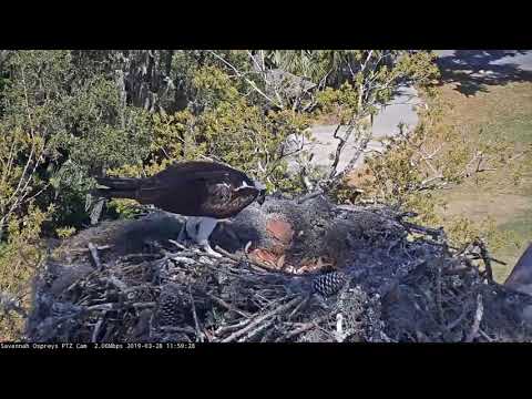 Twice As Nice: Two Fish Deliveries At Savannah Osprey Nest — March 28, 2019