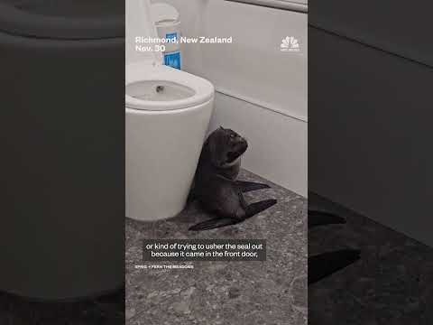 Baby seal walks into a bar in New Zealand