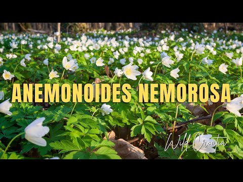 The wood anemone (Anemonoides nemorosa)