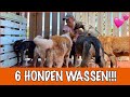 Chaos met het wassen!!! | DierenpraatTV