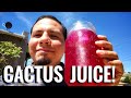 Making Prickly Pear Cactus Fruit Juice Its The Quenchiest