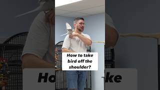 How to Take Cockatiel off the Shoulder? #bird