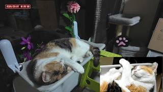 三毛猫フミちゃん  LIVE配信 #2  2026年9月22日　calico cat　(LIVE stream)
