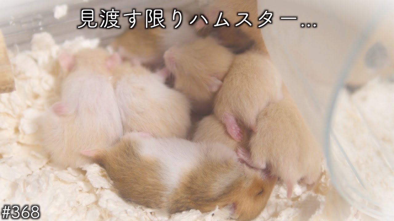 多頭飼育崩壊の危機...そして過酷な道が続く、、