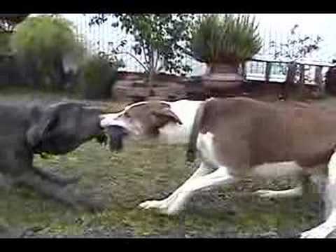 neo mastiff 5month vs pitbull mix