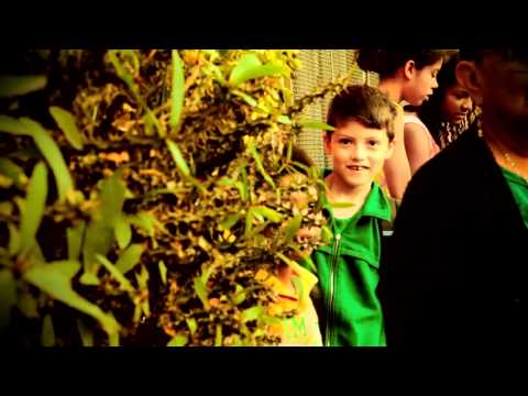 Raiou - Planta e Raiz