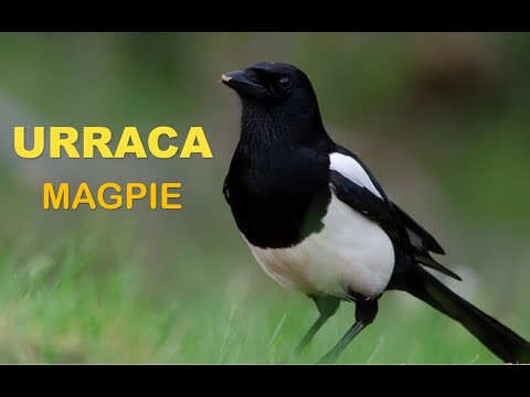 URRACA ( Pica pica ) Magpie