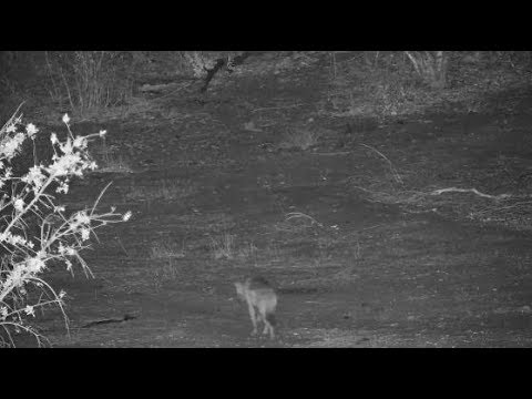 Djuma: Lone Hyena passing through - 03:24 - 11/19/19
