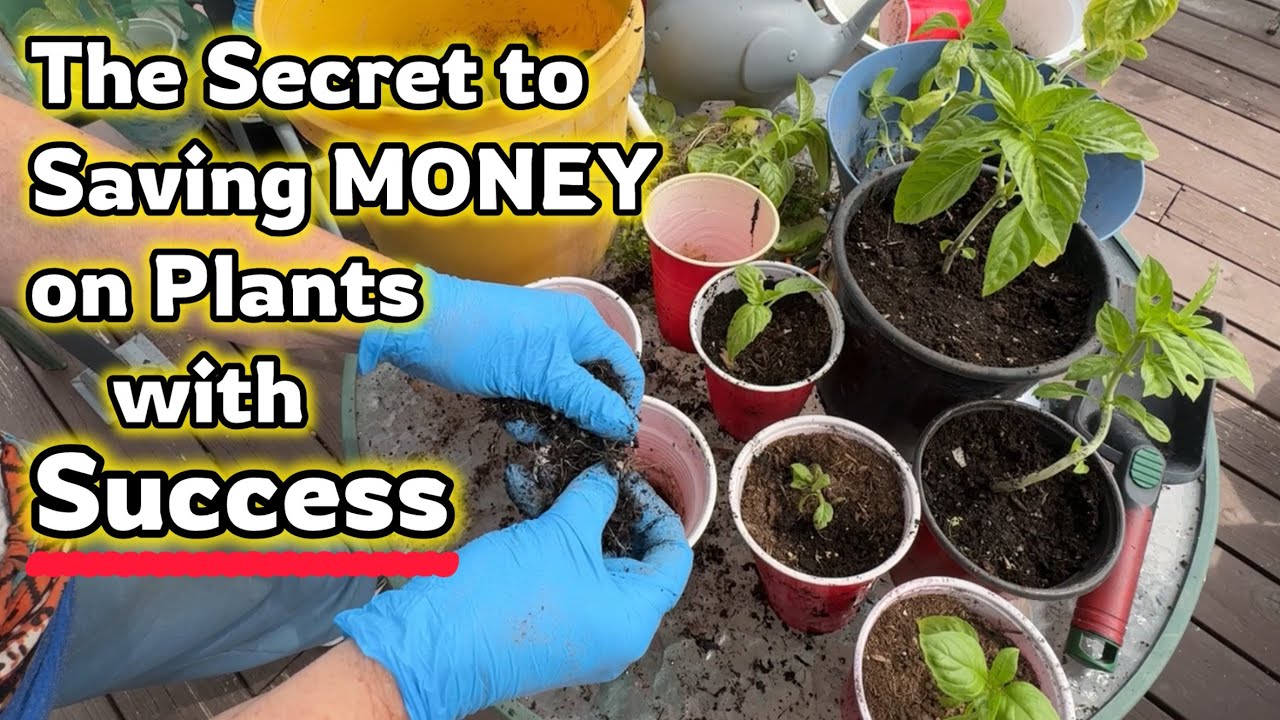 Buy 1 Plant Get 10 Free at Garden Center ❤️ Gardening Hack BEST Method How to Separate Seedlings