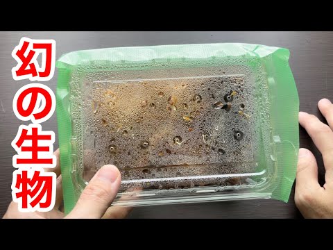 IUCN分類における絶滅の危険性を示す図。