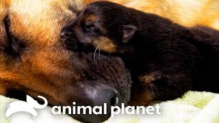 Download lagu The Absolute Cutest Animals of SEASON 2! | Too Cute! | Animal Planet mp3 Download lagu The Absolute Cutest Animals of SEASON 2! | Too Cute! | Animal Planet mp3