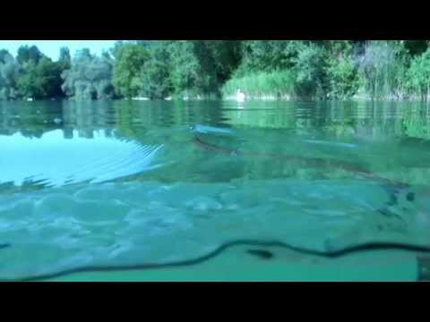 Ringelnatter im See, Burkheimer Baggersee,Baden Württemberg,Deutschland