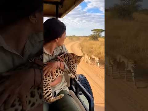 Cat Jumped Out and JOINED the Cheetah Pack!