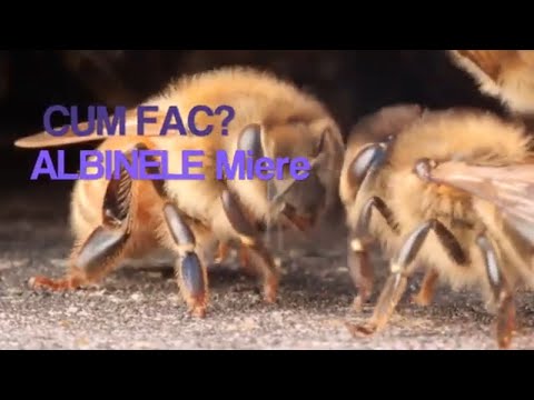 albinii au o vedere slabă