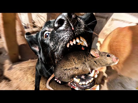 Eso duele...13 minutos LOCOS de perros atrapando ratas