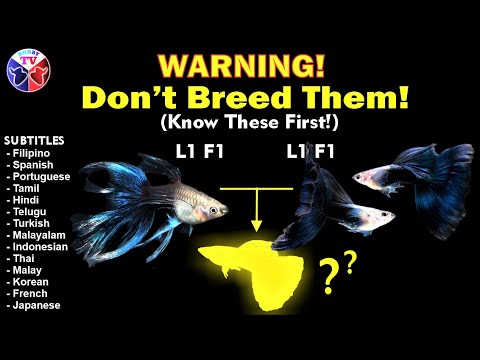 Is Guppy Fish, Goldfish, Danios Inbreeding Bad or Good?