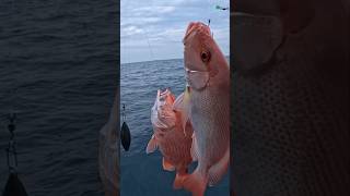 Download lagu Double strike red snapper #fishing #fishingmania #fish mp3 Download lagu Double strike red snapper #fishing #fishingmania #fish mp3