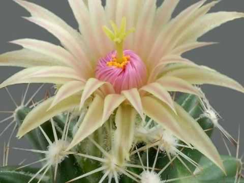 My Choice 276 - Émile Waldteufel: Estudiantina