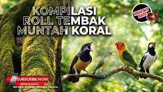 Download lagu 🔴 Live Masteran Kompilasi Roll Tembak Kasar Cucak Cungkok Kolibri Manggar vs Jalak Suren vs Lovebird mp3
