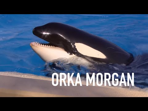 REPORTAGE - Orka Morgan op Tenerife