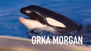 REPORTAGE - Orka Morgan op Tenerife