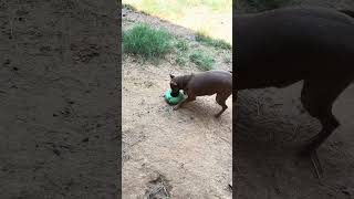 Video preview image #1 Rat-Cha Puppy For Sale in Jackson, MS, USA