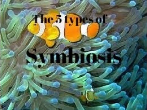 5 Types of Symbiosis Explained in 3 minutes or less..